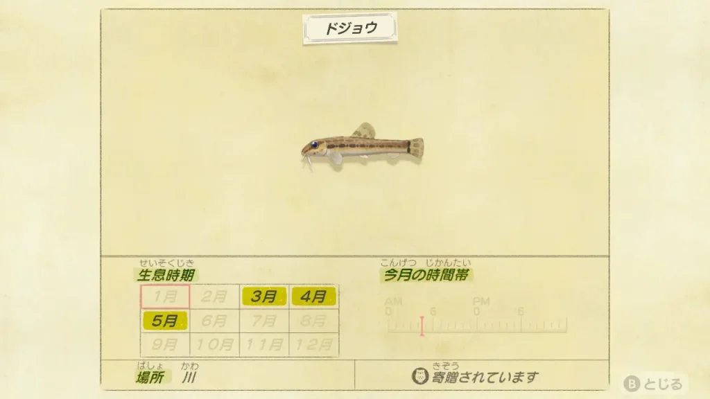 ドジョウの魚図鑑