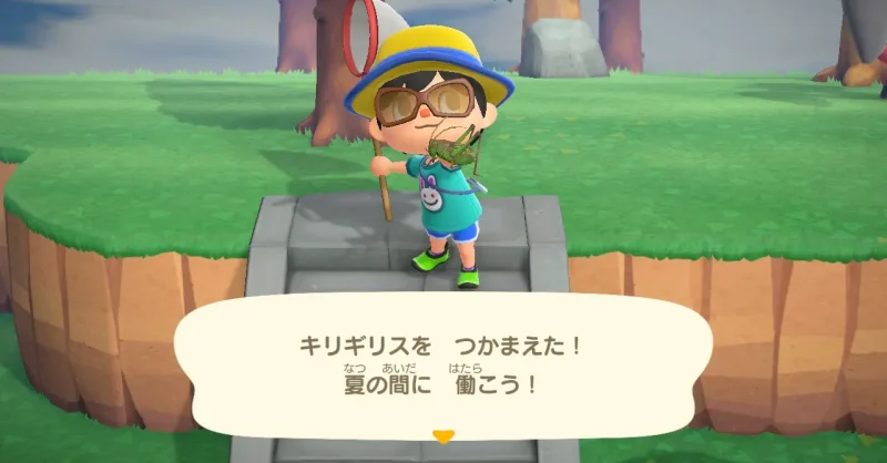 キリギリスを捕まえた！夏の間に 働こう！