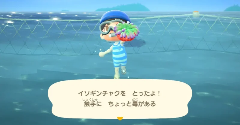 イソギンチャクを とったよ！触手に ちょっと毒がある